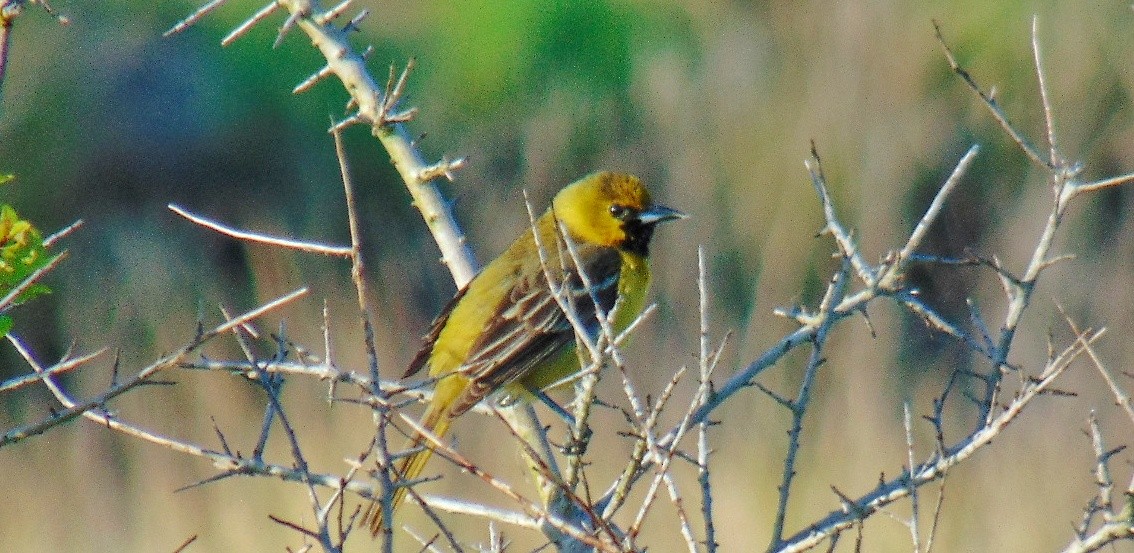 Orchard Oriole - ML617900492