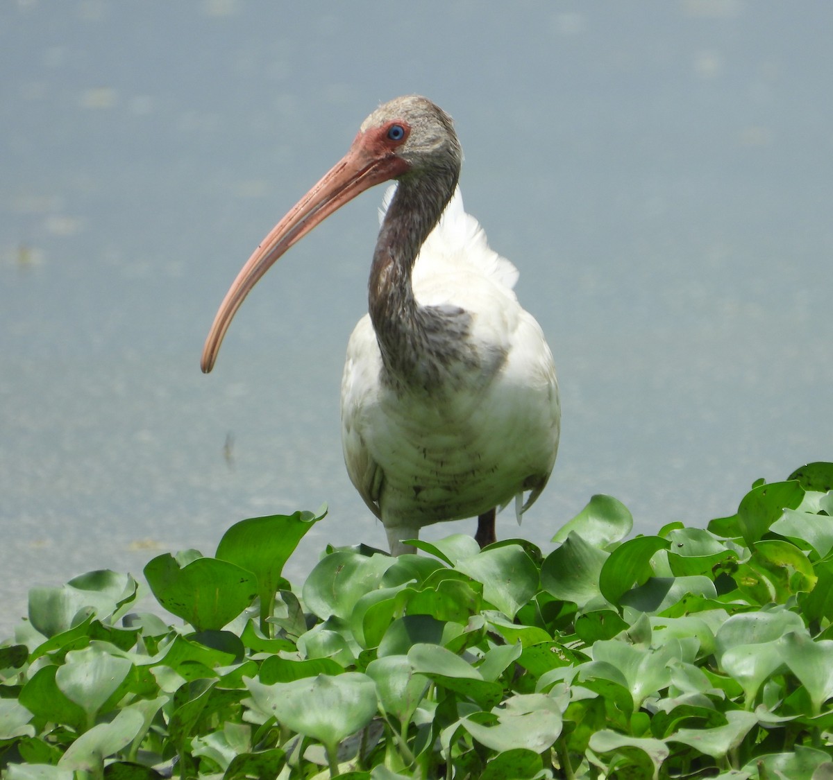 ibis bílý - ML617900498