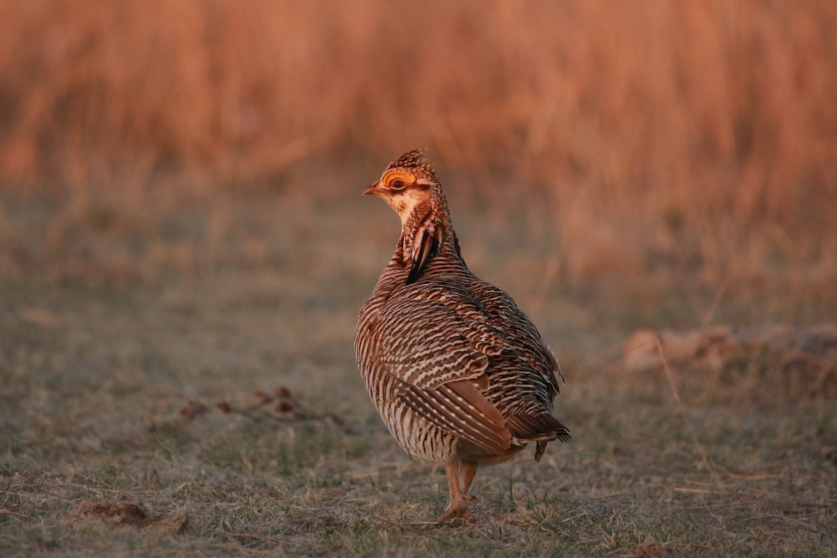 Greater x Lesser Prairie-Chicken (hybrid) - ML617900573