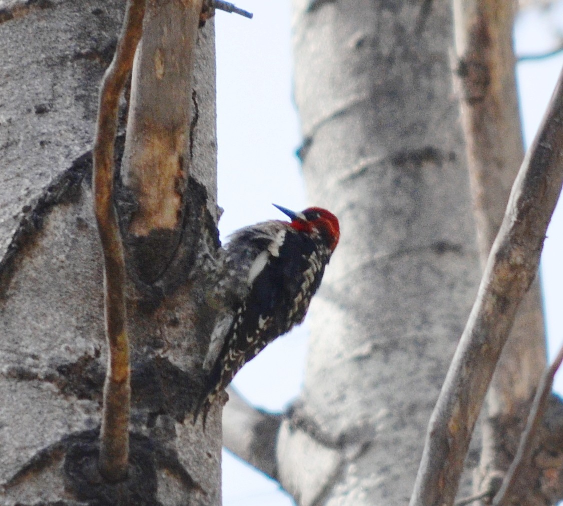 Red-breasted Sapsucker - ML617900581