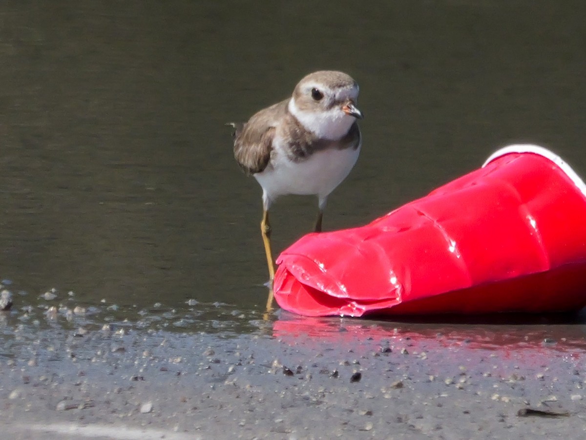 Semipalmated Plover - ML617900643