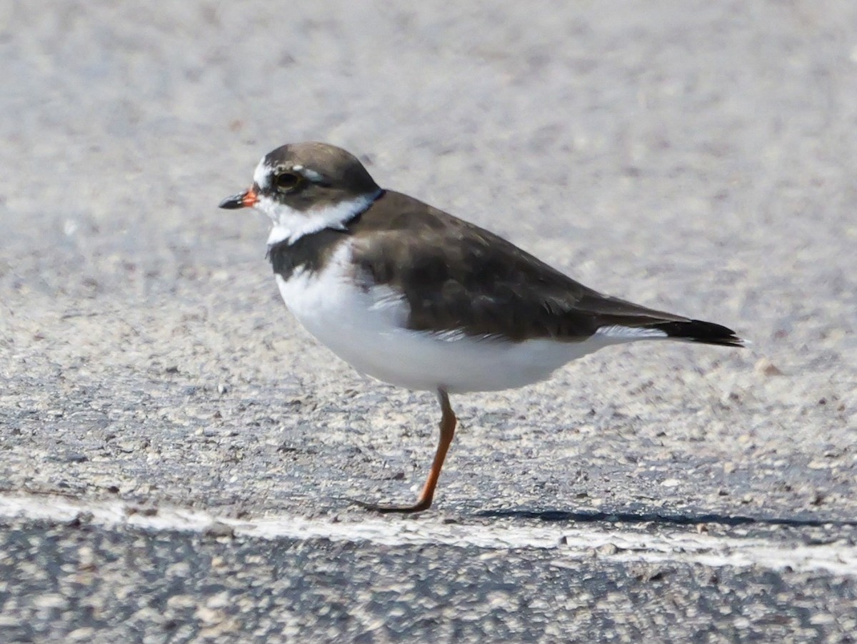 Semipalmated Plover - ML617900644