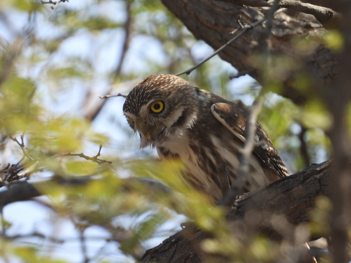Ferruginous Pygmy-Owl - ML617900652