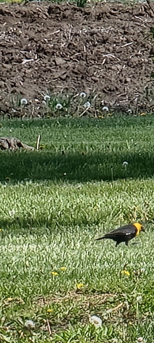 Yellow-headed Blackbird - ML617900738