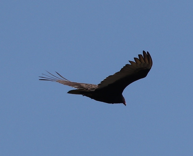 Turkey Vulture - ML617900739