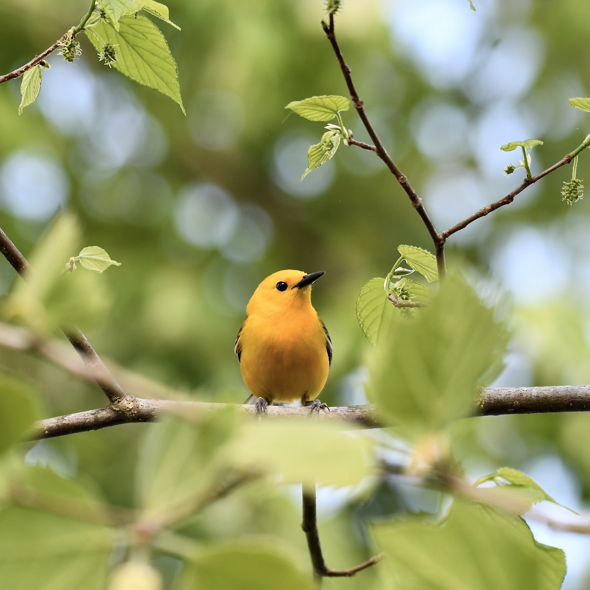 Prothonotary Warbler - ML617900779
