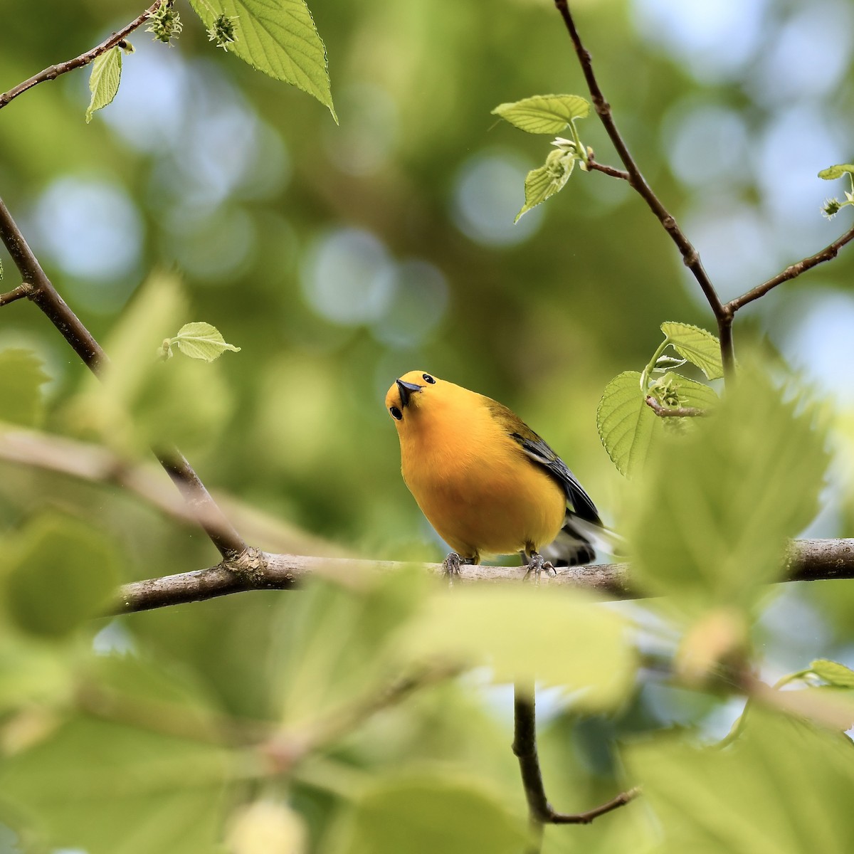 Prothonotary Warbler - ML617900807