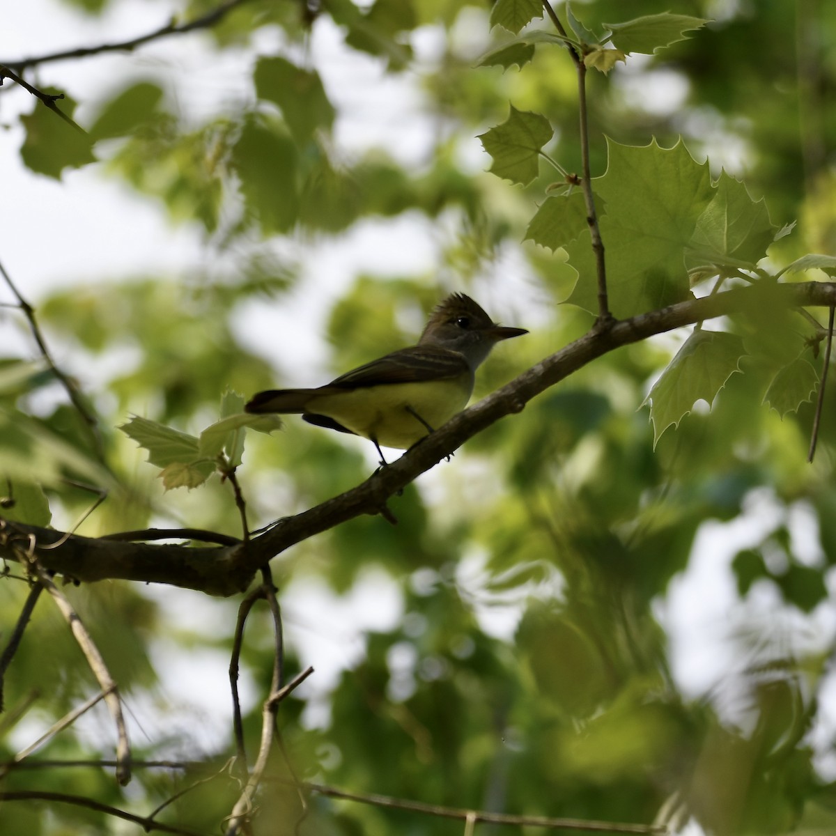 Great Crested Flycatcher - ML617900819