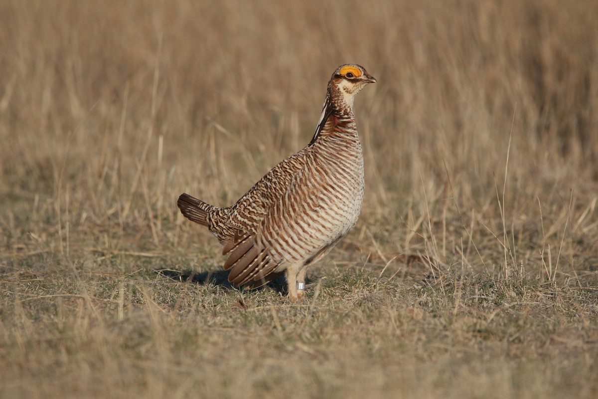 Lesser Prairie-Chicken - ML617900902