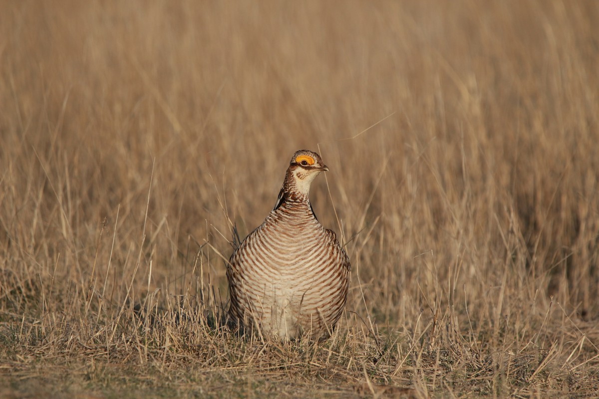 Lesser Prairie-Chicken - ML617900903