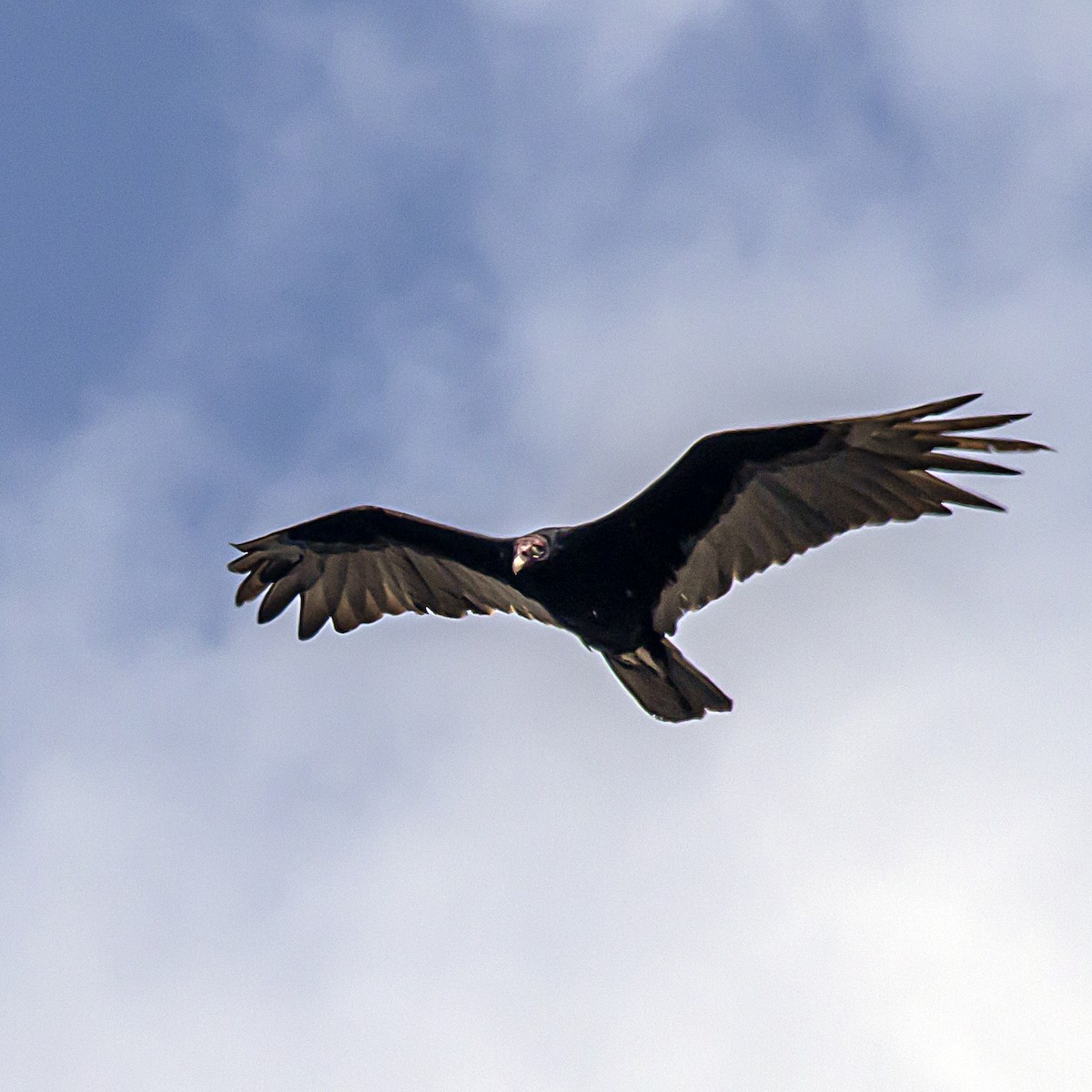 Turkey Vulture - ML617900910