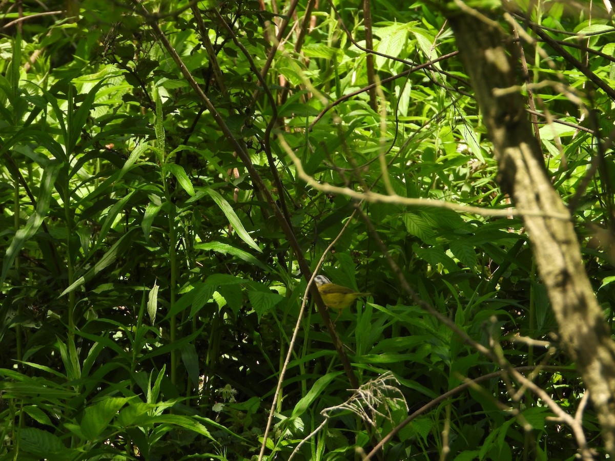 Gray-crowned Warbler - ML617900919