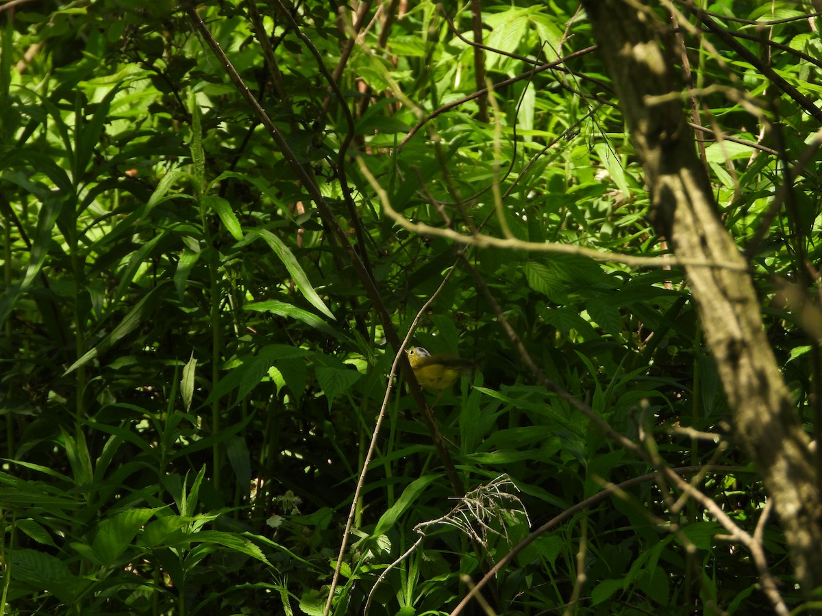 Gray-crowned Warbler - ML617900920