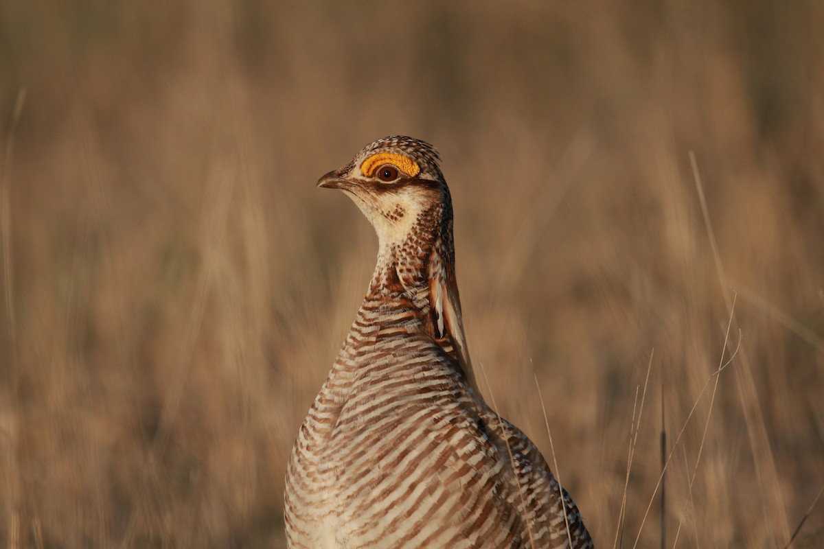 Lesser Prairie-Chicken - ML617900935