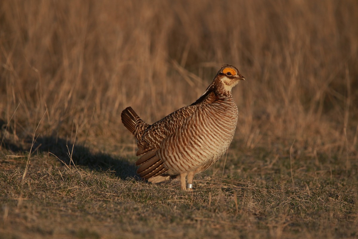 Lesser Prairie-Chicken - ML617900951