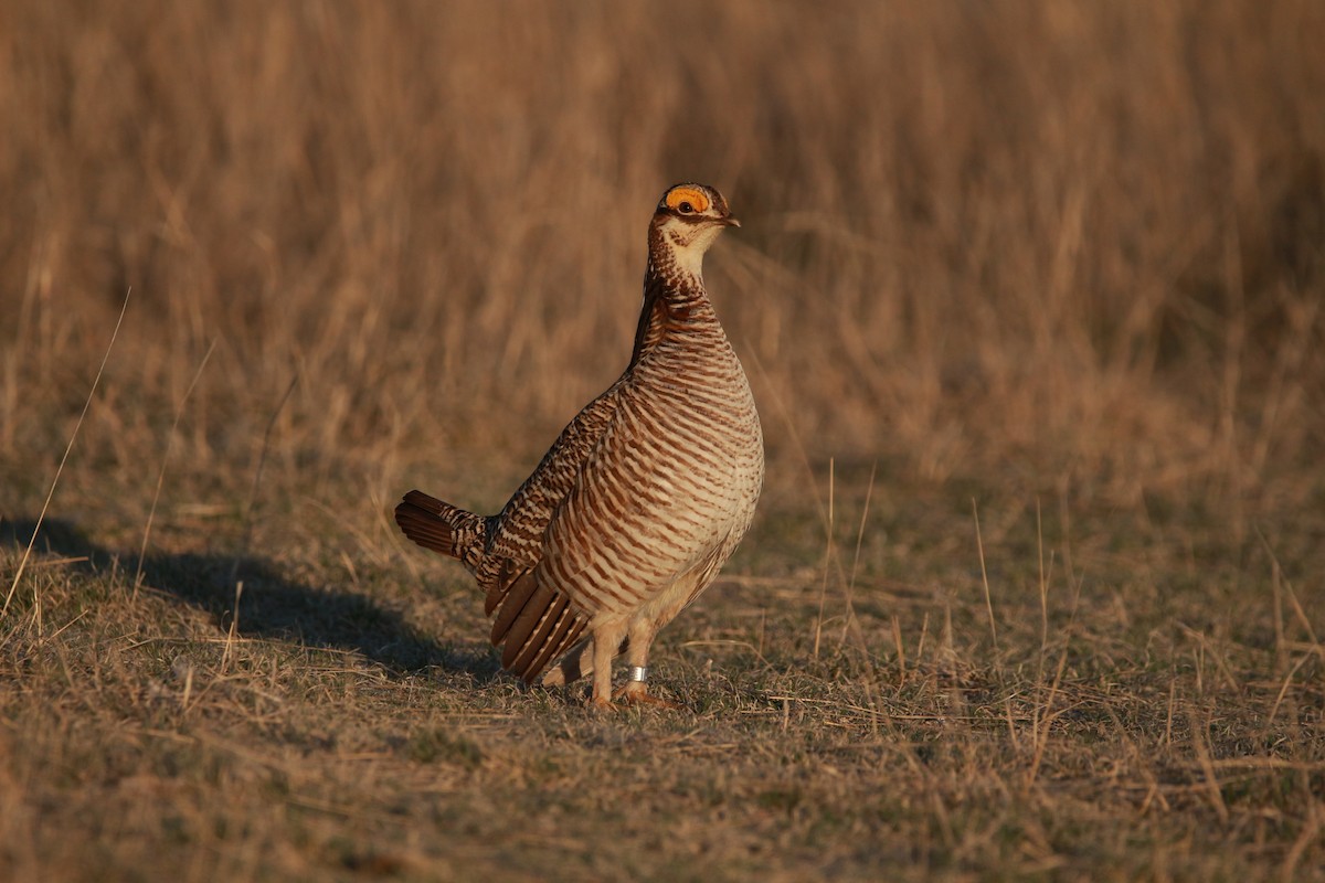 Lesser Prairie-Chicken - ML617900972