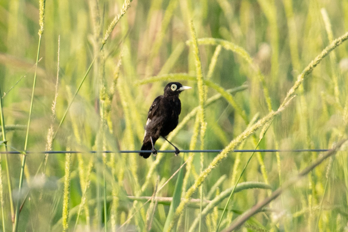 Spectacled Tyrant - ML617900985