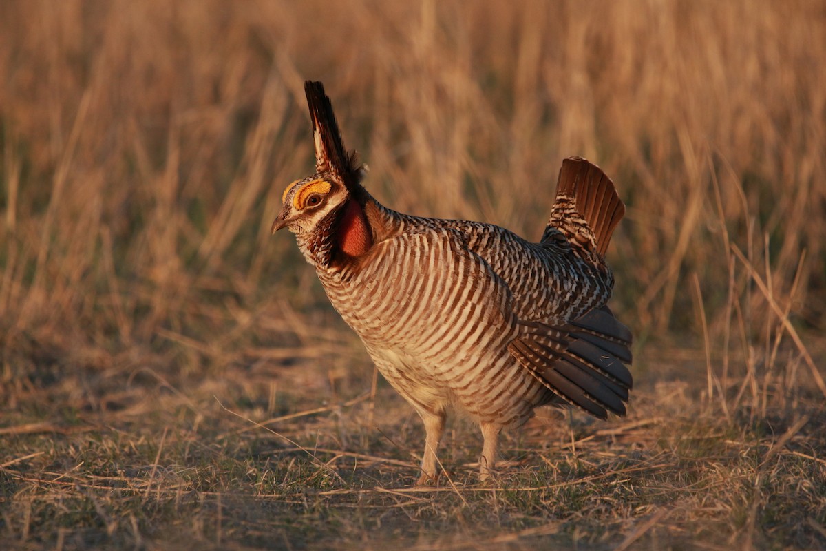 Lesser Prairie-Chicken - ML617900992