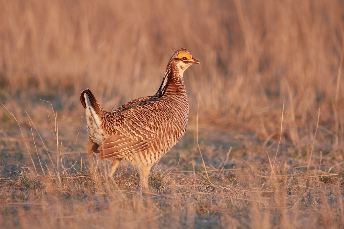 Lesser Prairie-Chicken - ML617901011