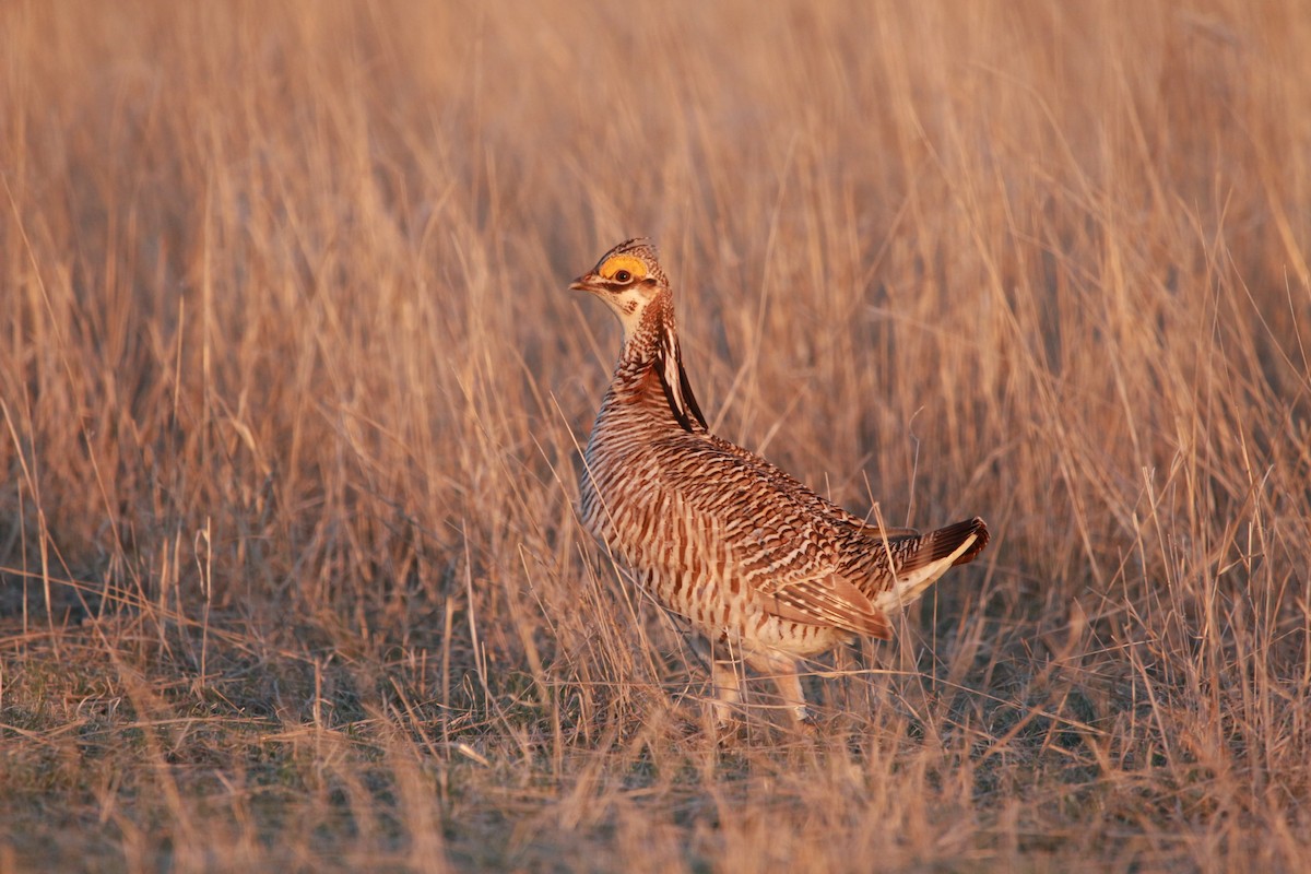 Lesser Prairie-Chicken - ML617901012