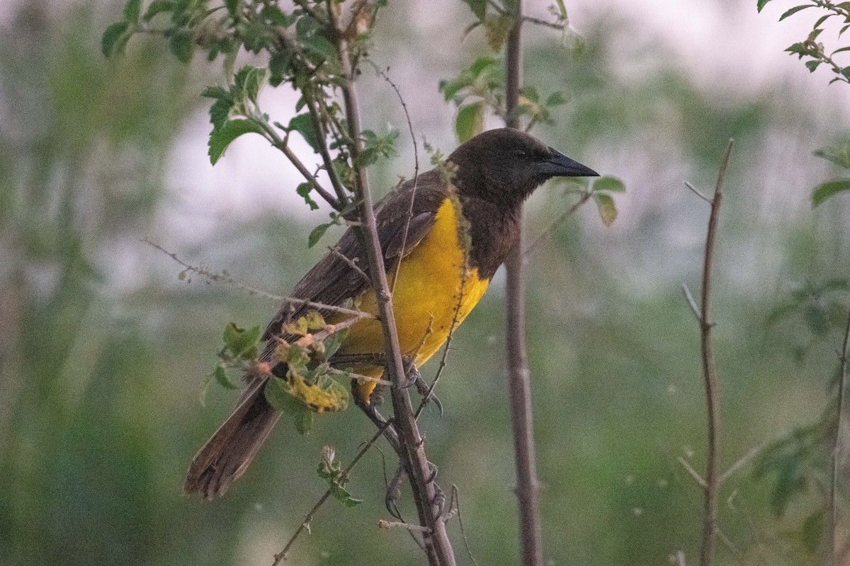Yellow-rumped Marshbird - ML617901034