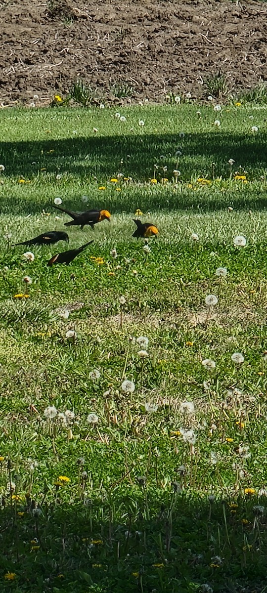 Yellow-headed Blackbird - ML617901059