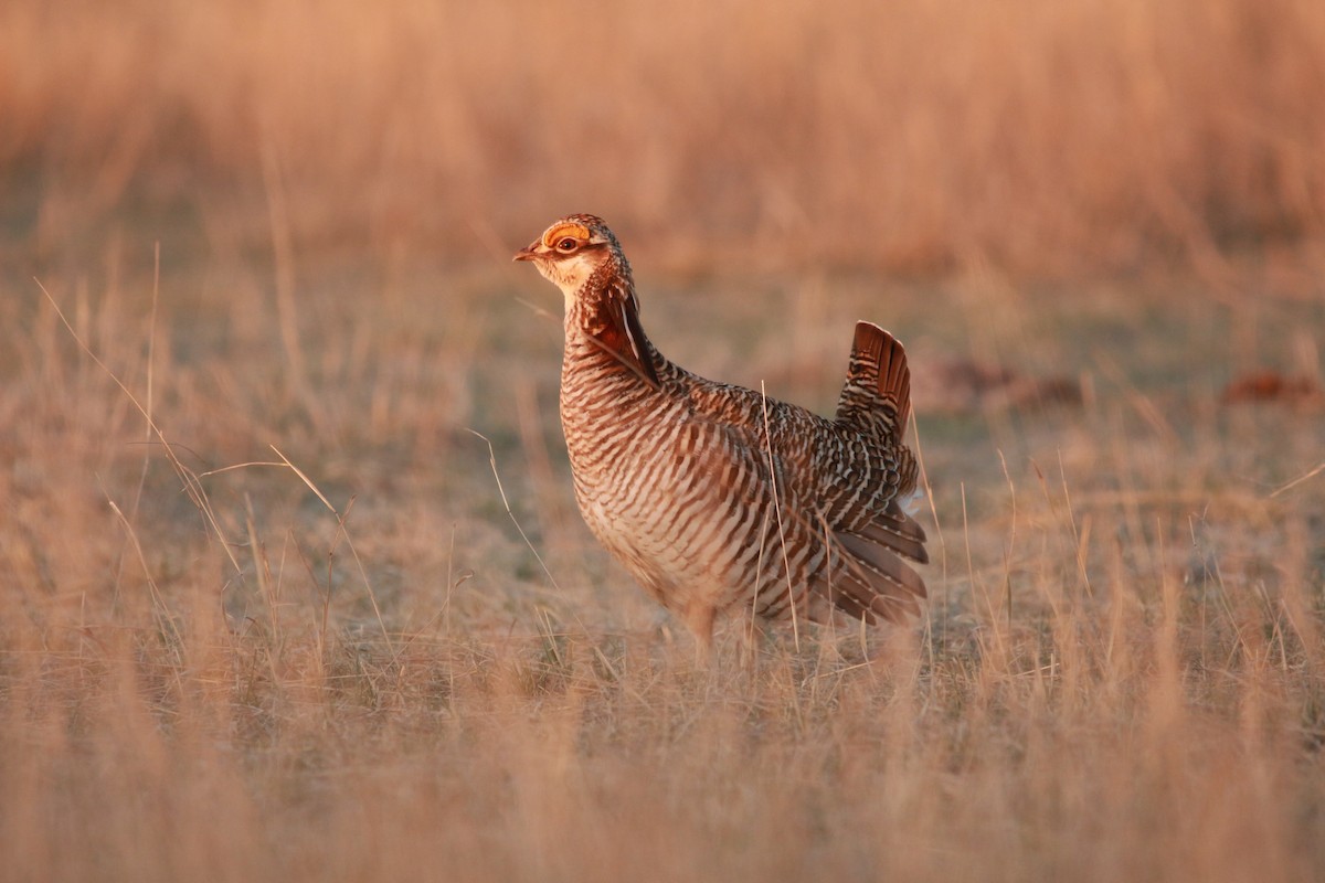 Lesser Prairie-Chicken - ML617901062
