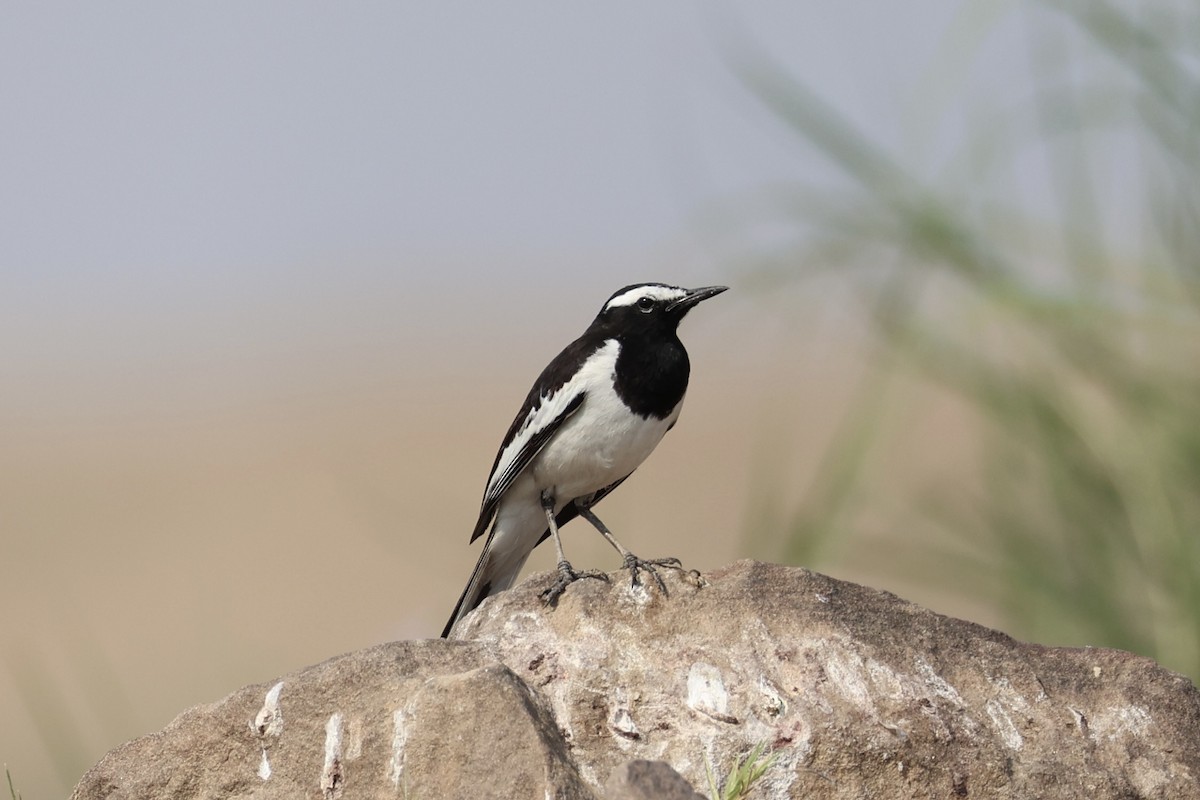 White-browed Wagtail - ML617901069