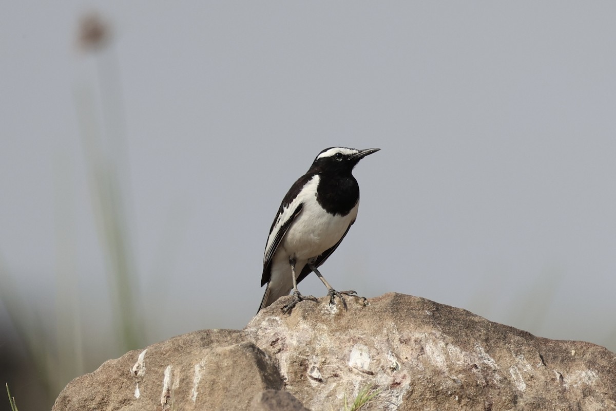 White-browed Wagtail - ML617901070