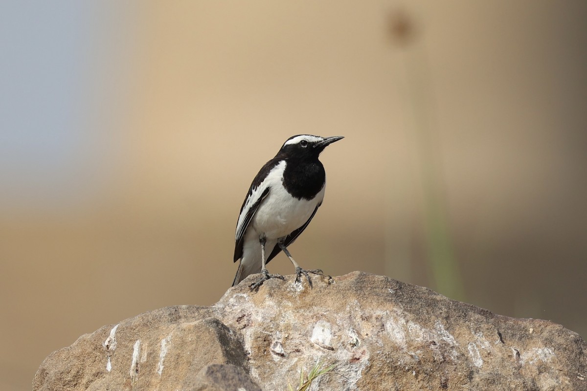 White-browed Wagtail - ML617901071