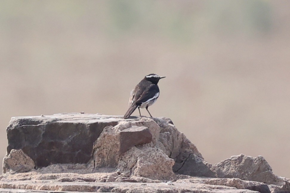 White-browed Wagtail - ML617901072
