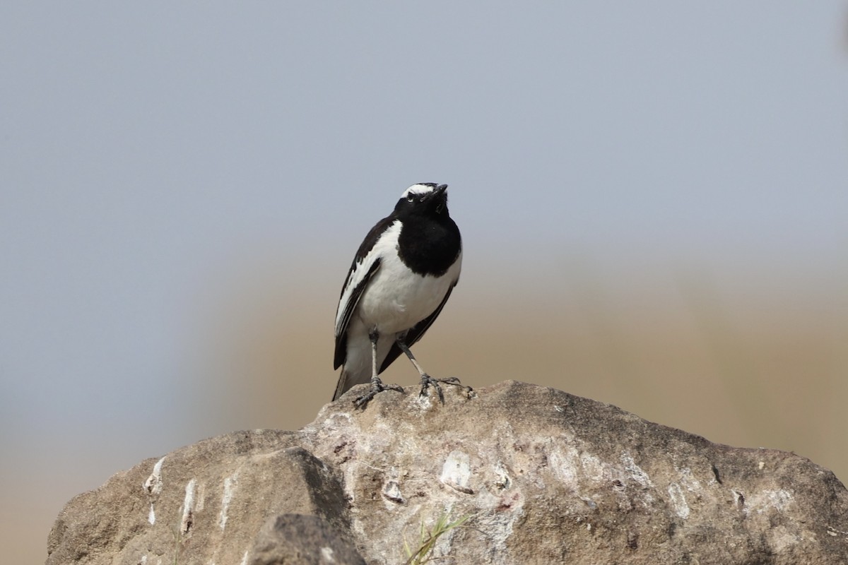 White-browed Wagtail - ML617901073