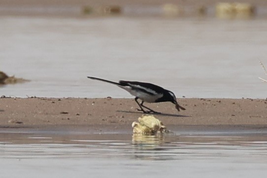 White-browed Wagtail - ML617901074