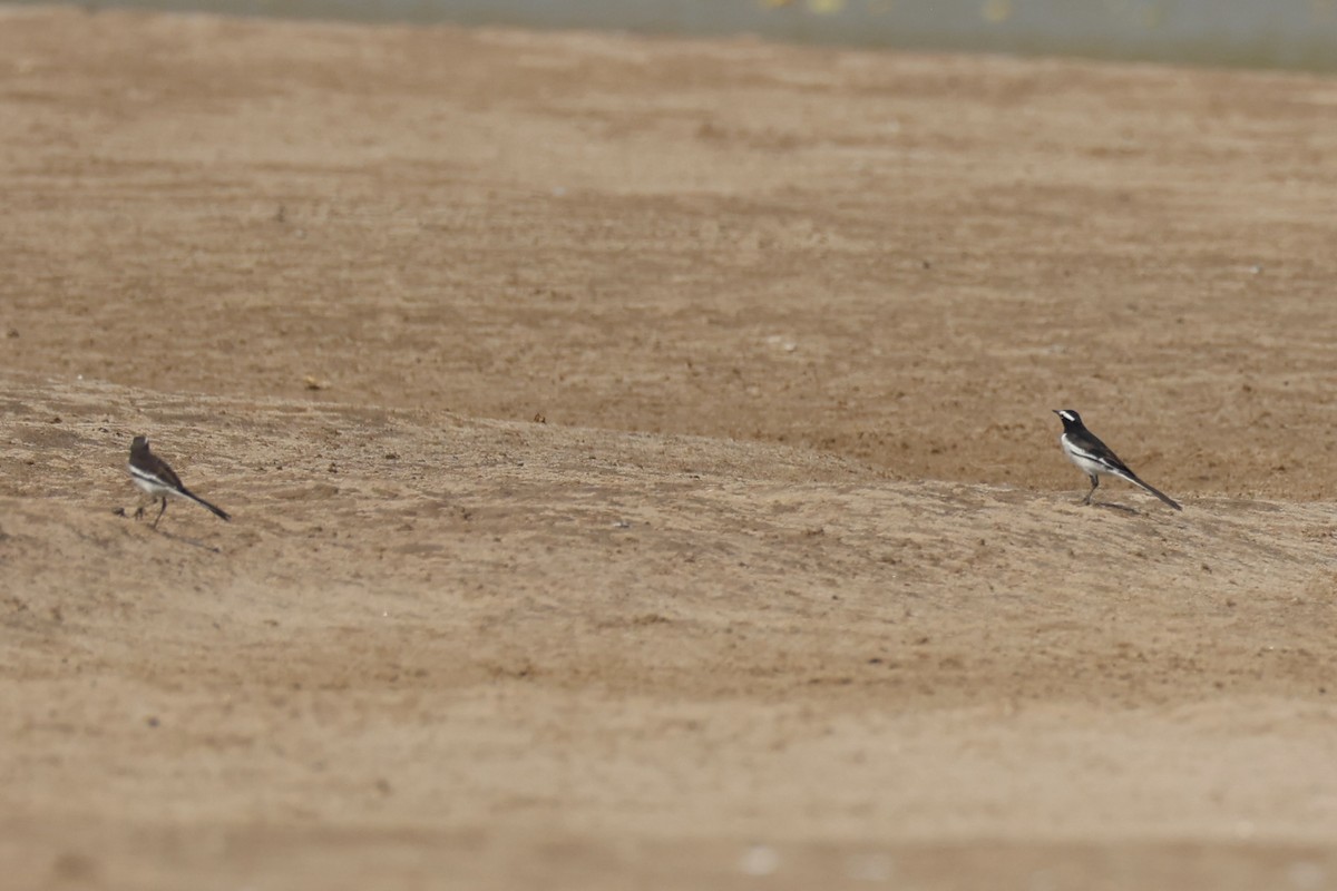 White-browed Wagtail - Andrew William