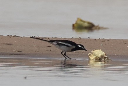 White-browed Wagtail - ML617901076