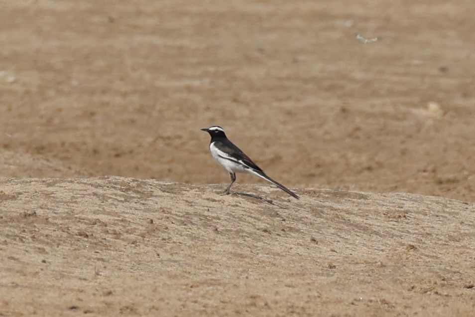 White-browed Wagtail - ML617901077