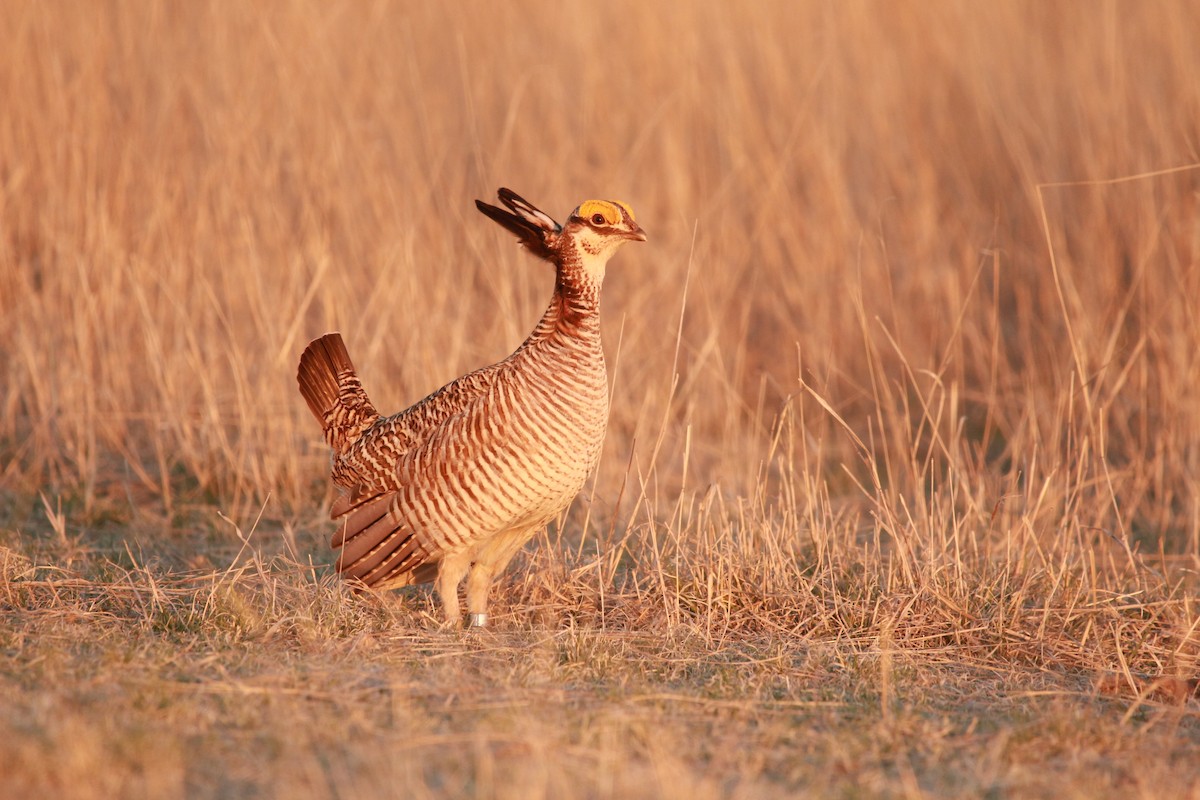 Lesser Prairie-Chicken - ML617901106