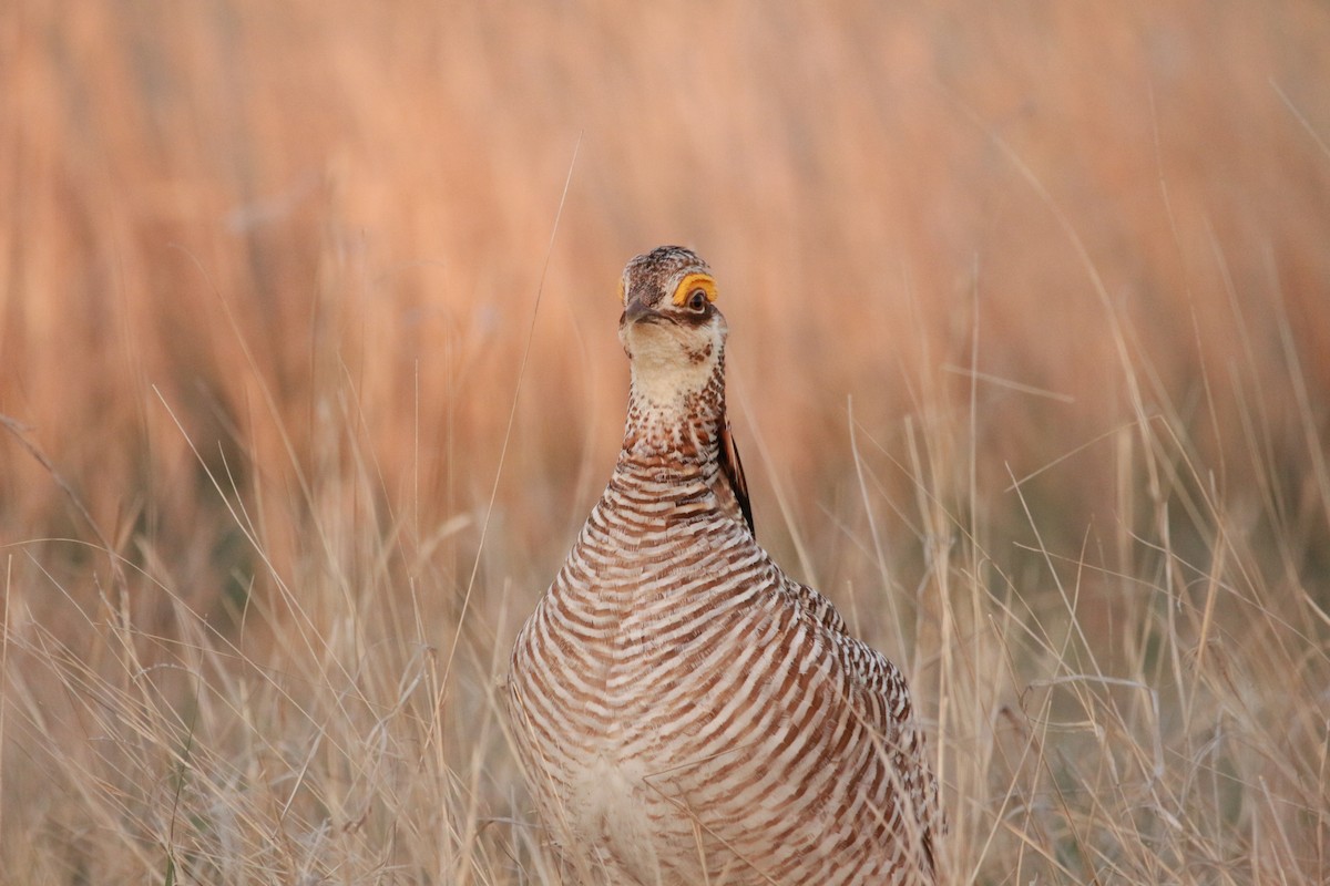 Lesser Prairie-Chicken - ML617901127