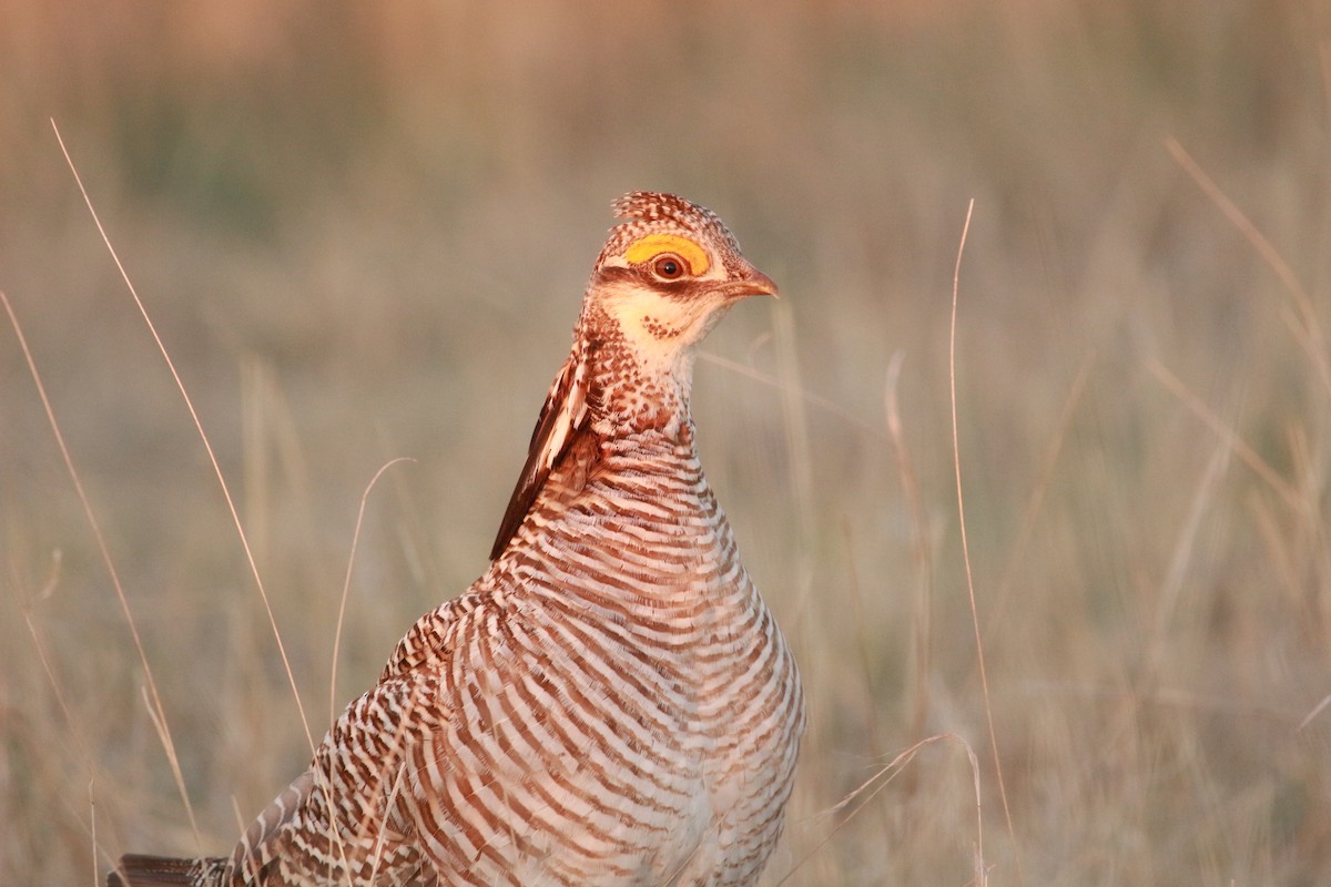 Lesser Prairie-Chicken - ML617901130