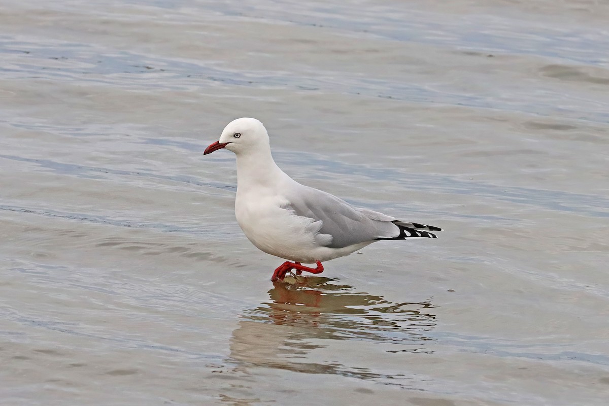 Silver Gull (Red-billed) - ML617901138
