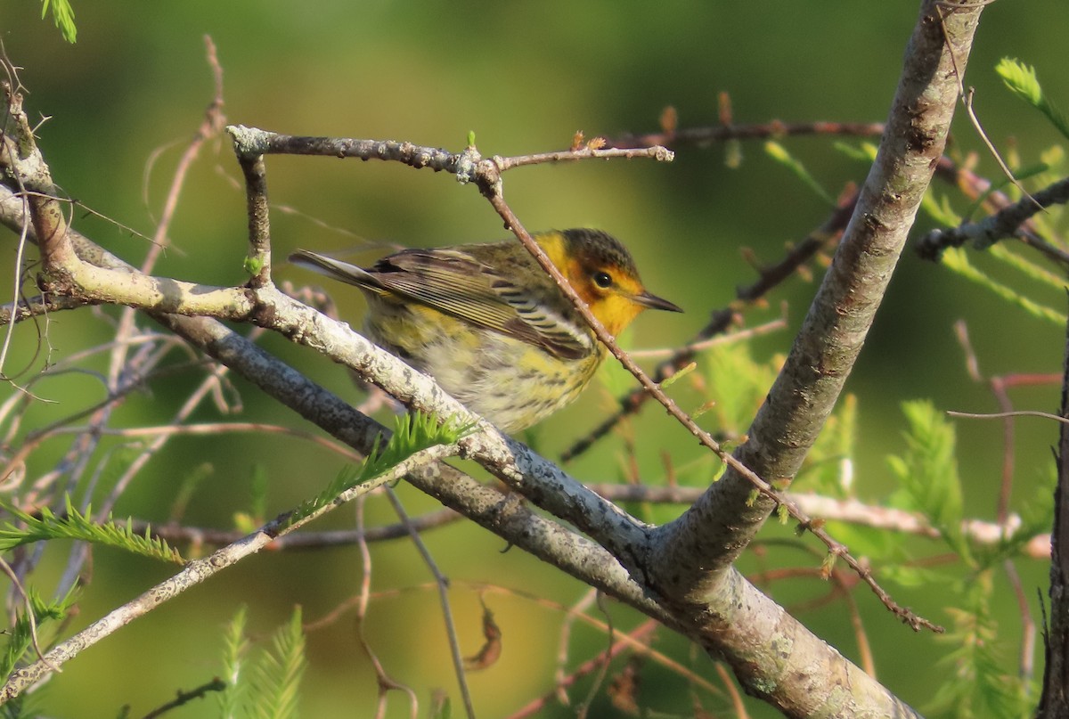Cape May Warbler - ML617901180