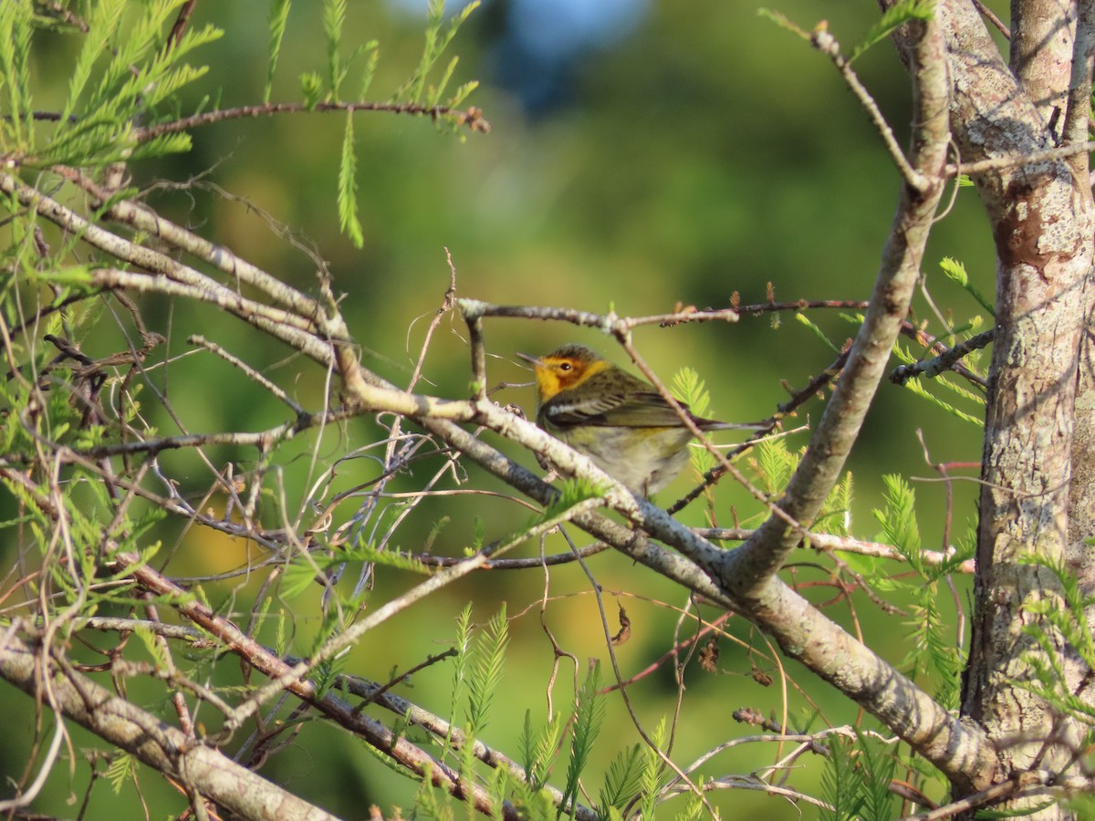 Cape May Warbler - ML617901183