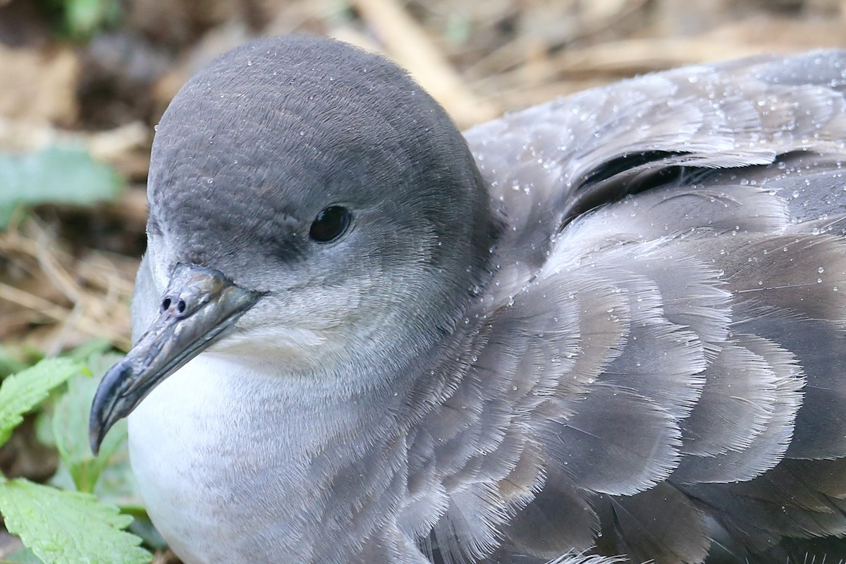 Wedge-tailed Shearwater - Keith Gress