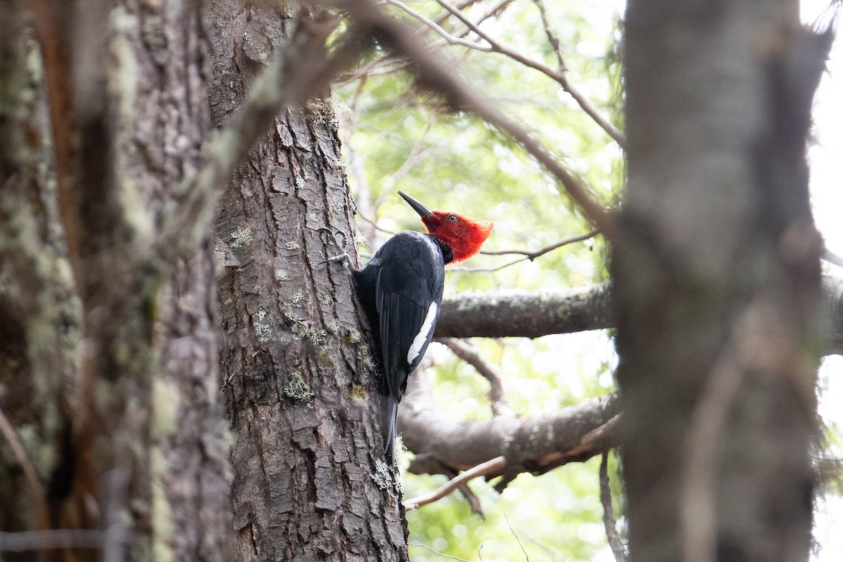 Magellanic Woodpecker - John C. Mittermeier