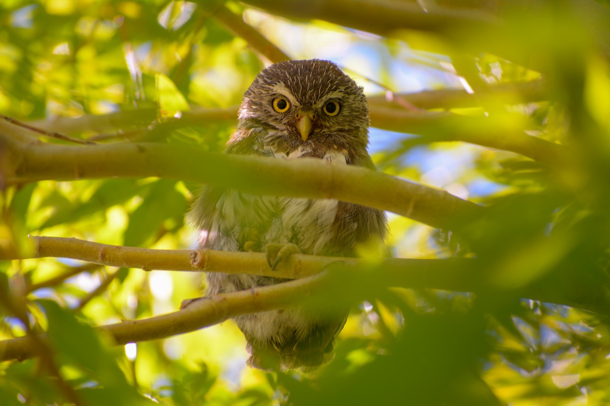 Austral Pygmy-Owl - ML617901460