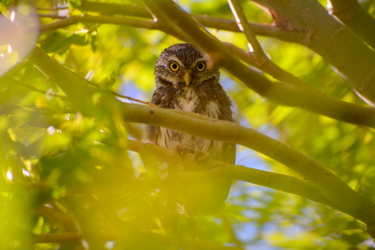 Austral Pygmy-Owl - ML617901461