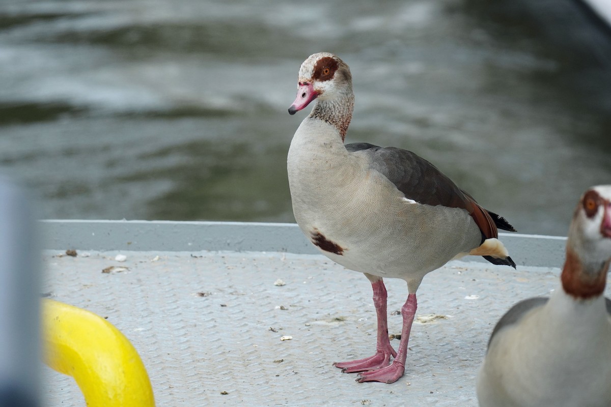 Egyptian Goose - Susan Iannucci