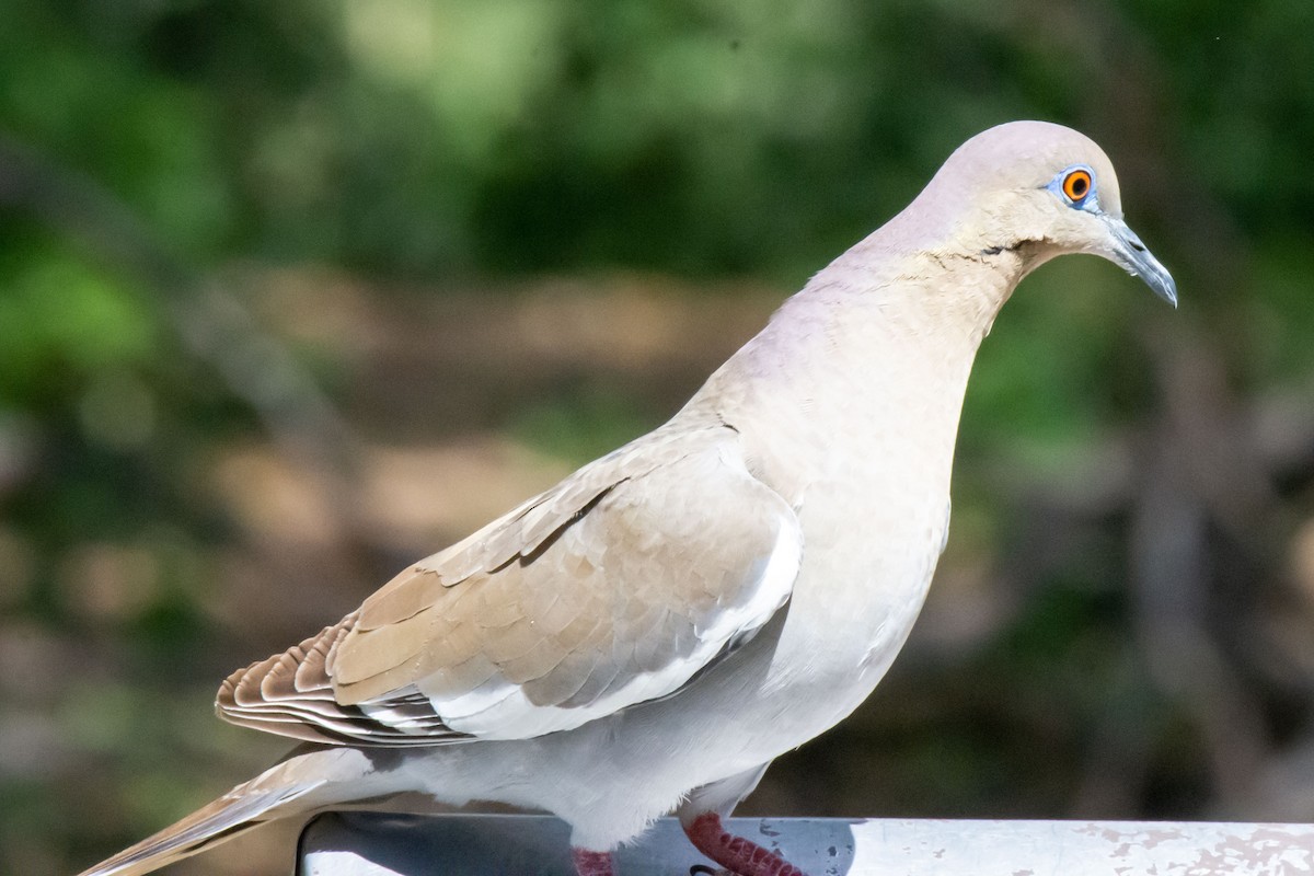 White-winged Dove - ML617901541