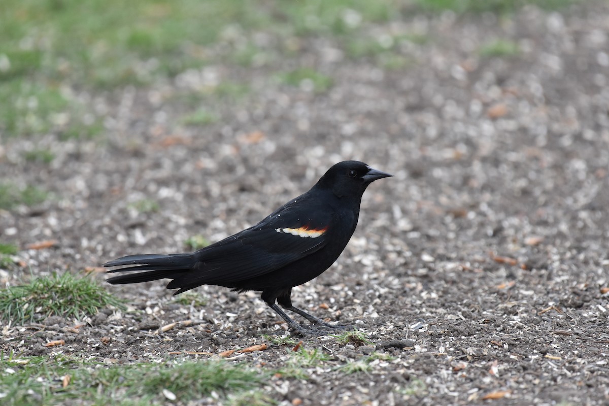 Tricolored Blackbird - Eleni Kondilis