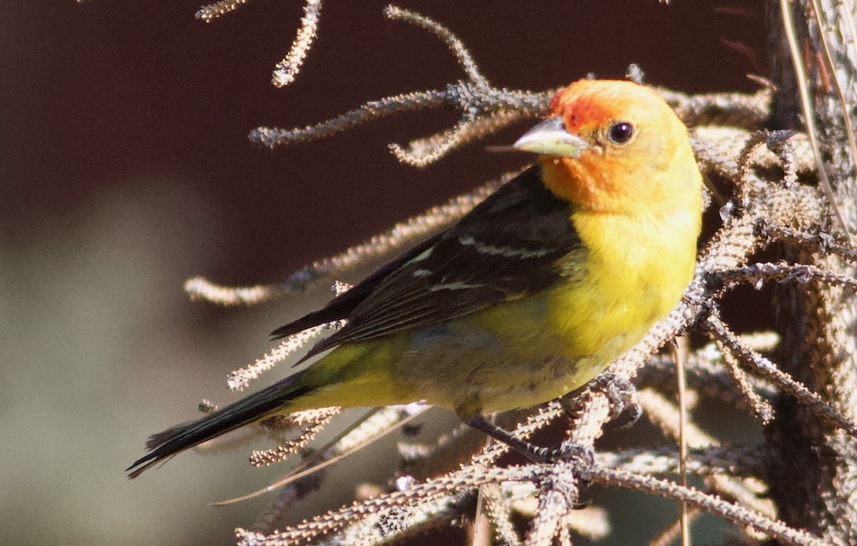 Western Tanager - ML617901564